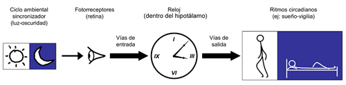 relojbiologico